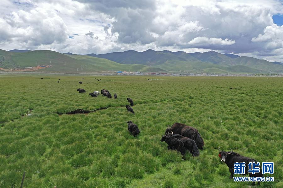 （环境）（3）水草丰美的藏北牧场