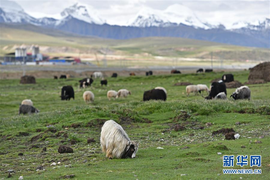 （环境）（4）水草丰美的藏北牧场