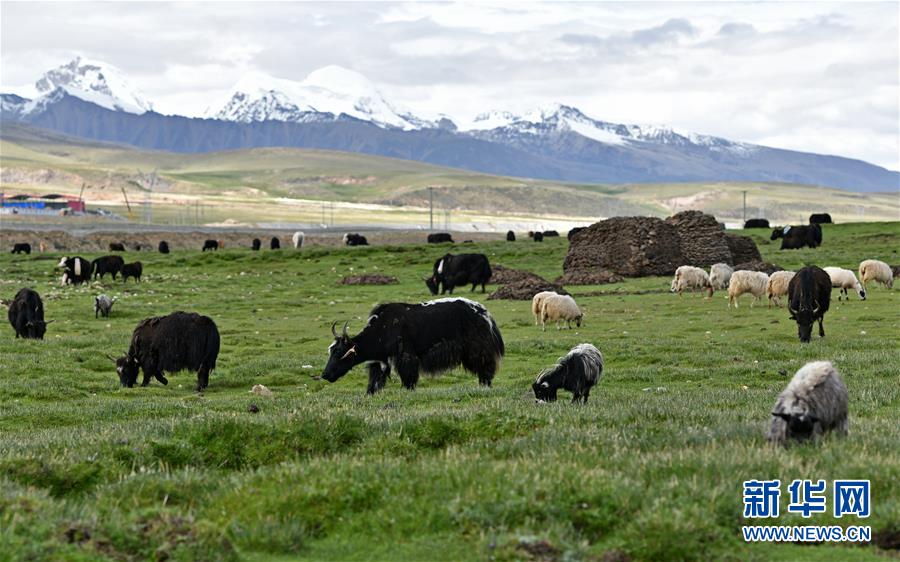 （环境）（5）水草丰美的藏北牧场