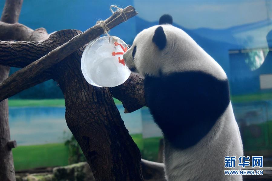 （社会）（2）大熊猫吃“月饼”过中秋