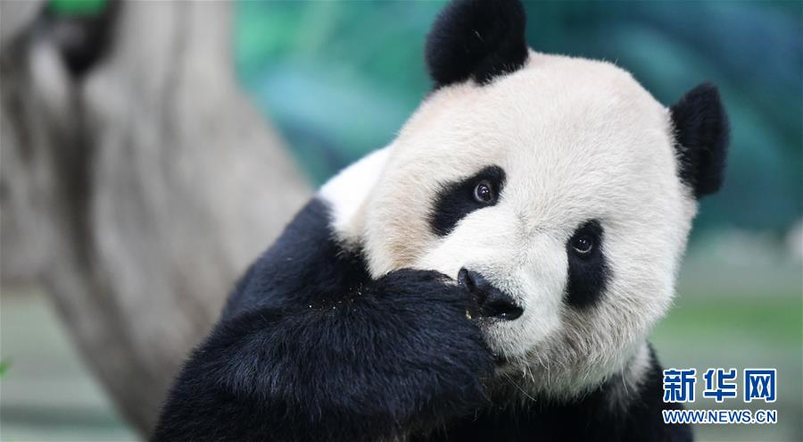 （社會）（3）大熊貓吃“月餅”過中秋