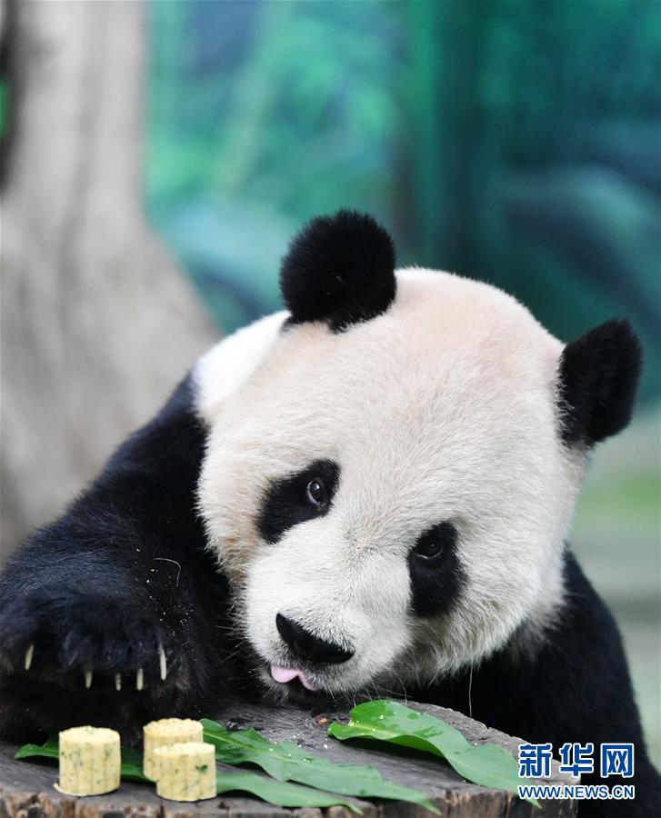 （社会）（4）大熊猫吃“月饼”过中秋