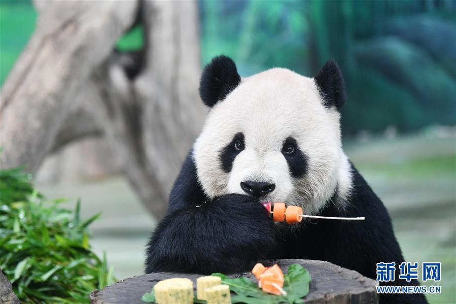 （社會）（6）大熊貓吃“月餅”過中秋