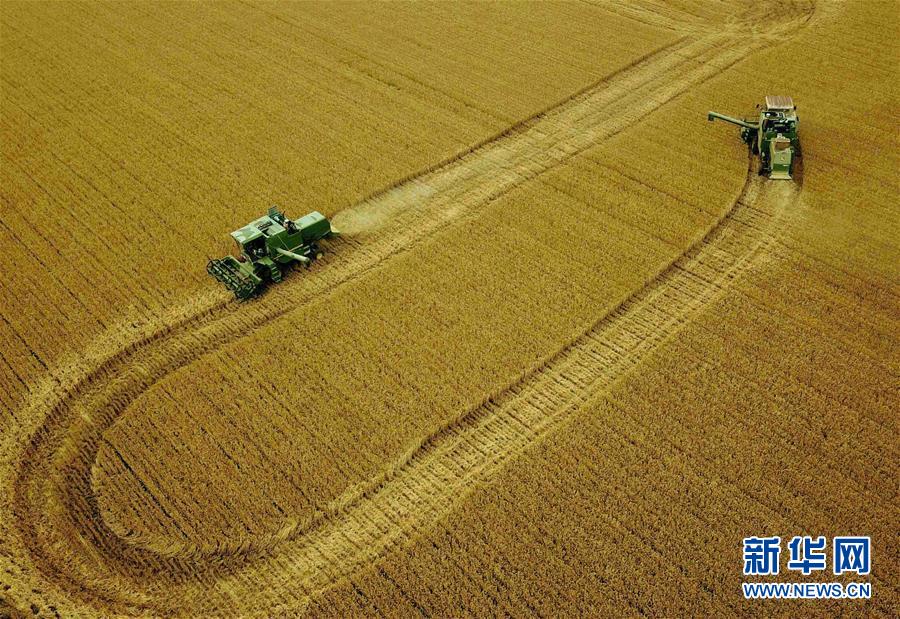 （新華全媒頭條·圖文互動）（6）大國糧倉的新時代交響——河南農業70年觀察