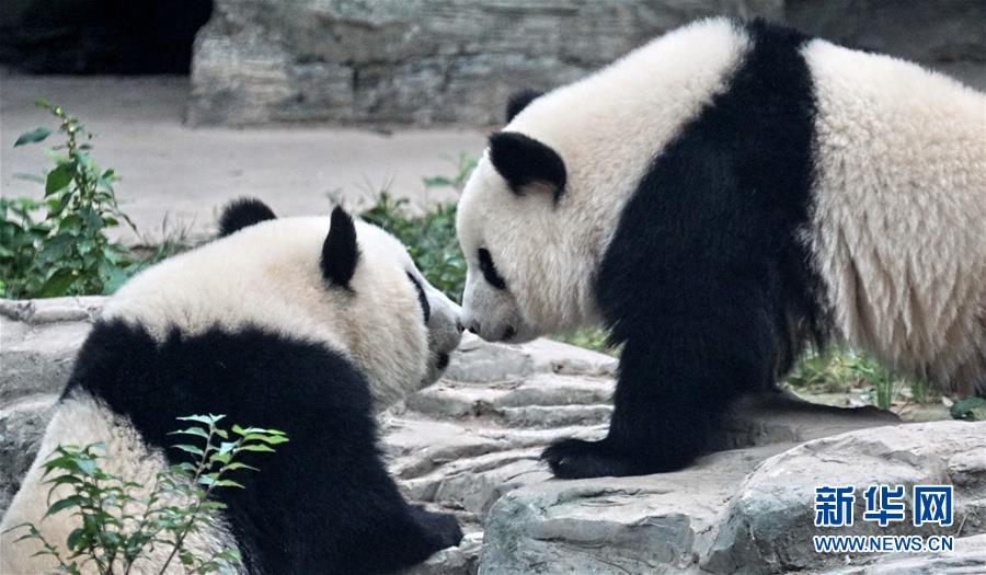 （社會）（1）雙胞胎大熊貓“萌寶”和“萌玉”落戶北京動物園
