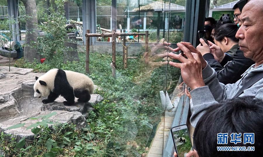 （社會）（2）雙胞胎大熊貓“萌寶”和“萌玉”落戶北京動物園