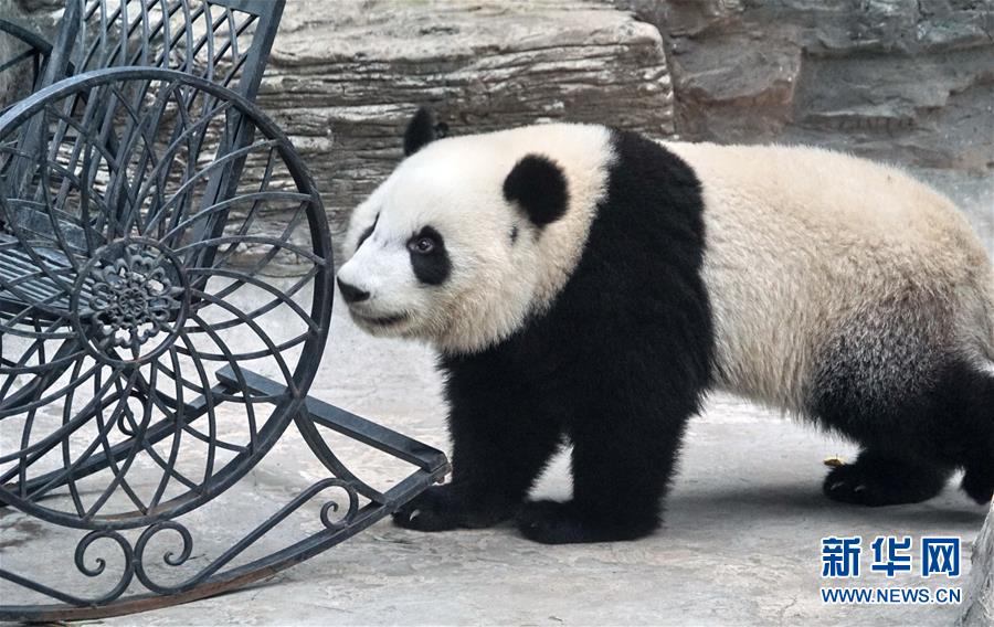 （社會）（3）雙胞胎大熊貓“萌寶”和“萌玉”落戶北京動物園