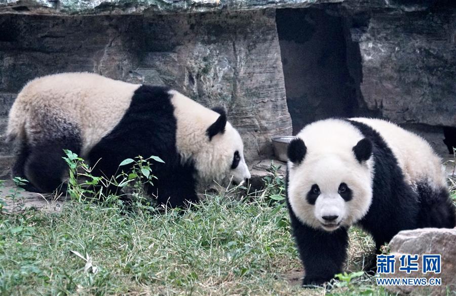 （社會）（4）雙胞胎大熊貓“萌寶”和“萌玉”落戶北京動物園