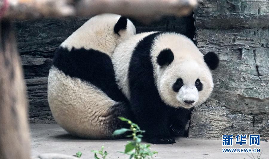 （社會）（5）雙胞胎大熊貓“萌寶”和“萌玉”落戶北京動物園