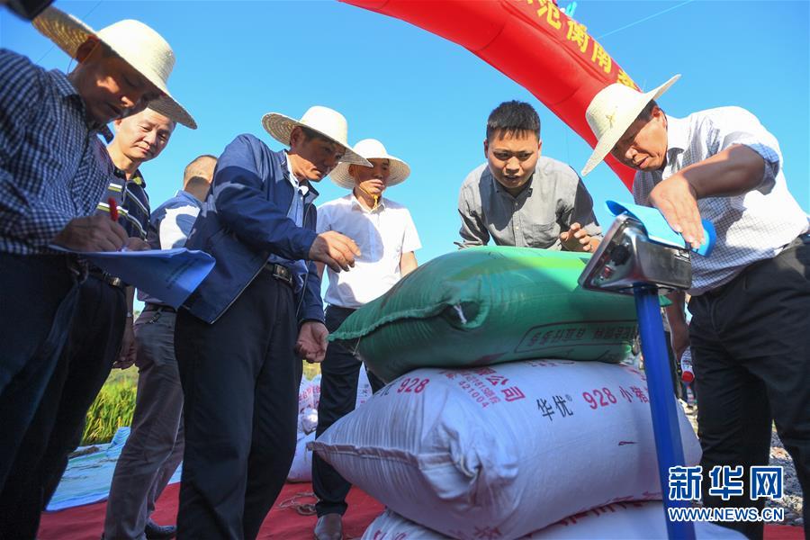 （图文互动）（2）1046.3公斤！袁隆平第三代杂交水稻首次公开测产