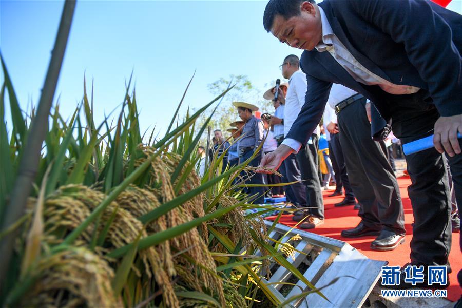 （图文互动）（5）1046.3公斤！袁隆平第三代杂交水稻首次公开测产