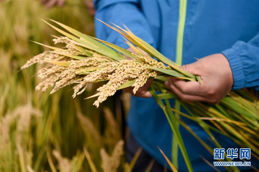 （图文互动）（3）海水稻在塔克拉玛干沙漠边缘测产 亩产546.74公斤