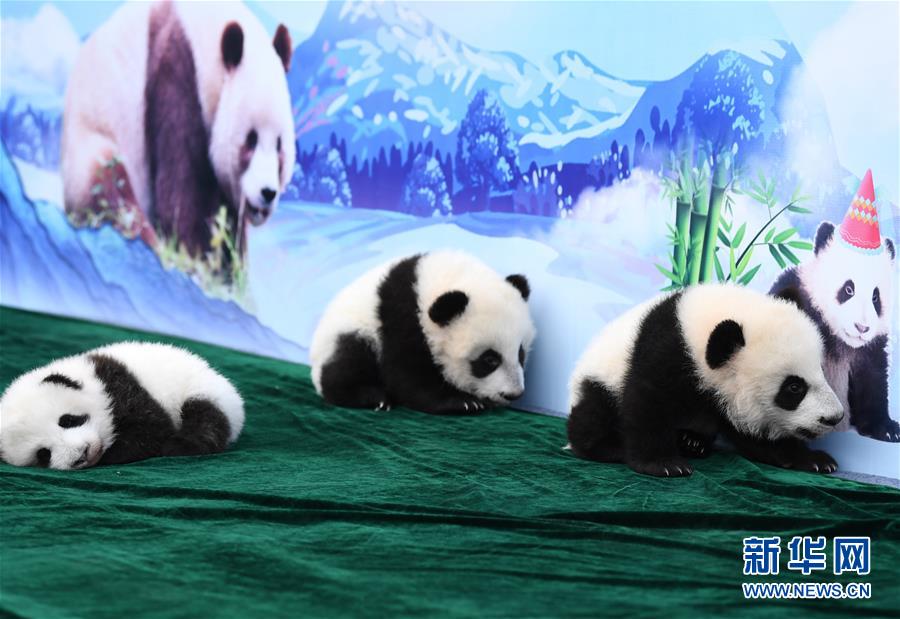 （社會）（1）三只新生秦嶺大熊貓“百日”亮相