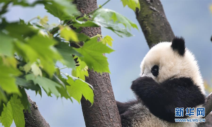 （图文互动）（2）2019大熊猫最新数据发布：全球圈养大熊猫数量达600只