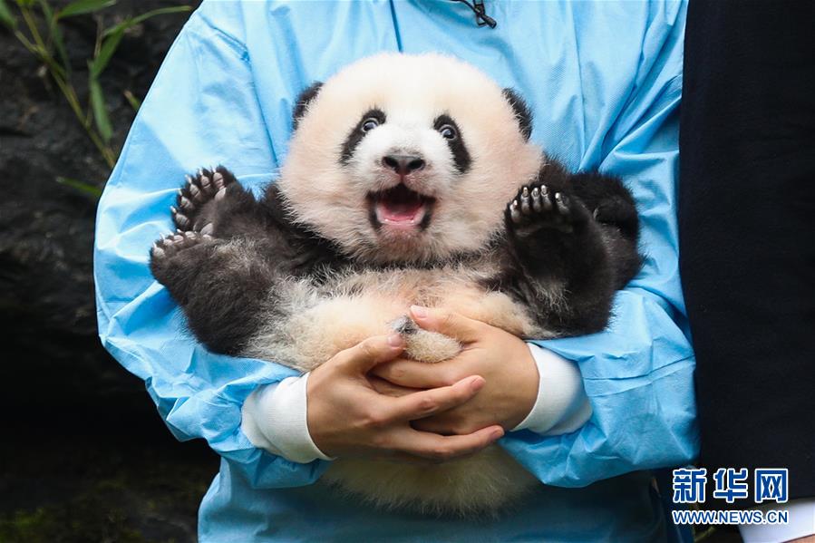 （国际）（3）比利时出生的大熊猫双胞胎取名“宝弟”“宝妹”