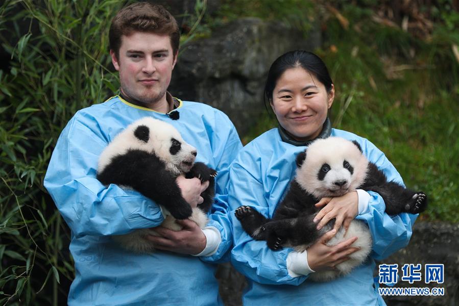 （国际）（6）比利时出生的大熊猫双胞胎取名“宝弟”“宝妹”
