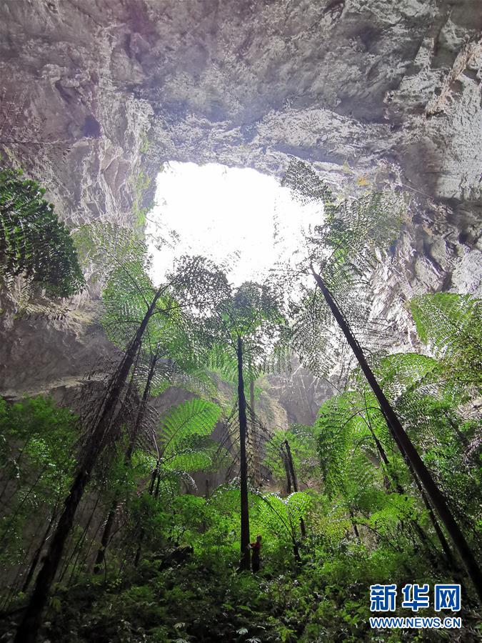 广西那坡县发现一大型天坑群