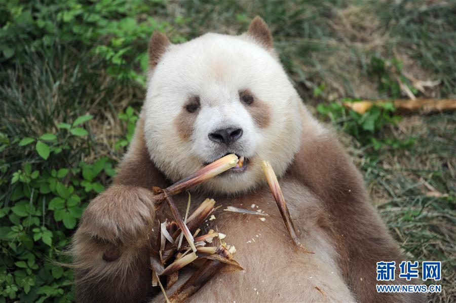 （图文互动）（1）全球唯一圈养棕色大熊猫“七仔”被终身认养