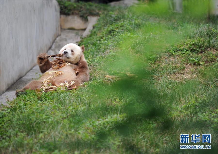 （图文互动）（6）全球唯一圈养棕色大熊猫“七仔”被终身认养