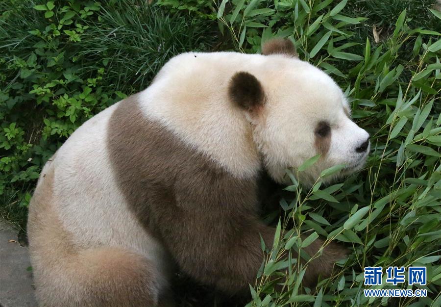 （图文互动）（7）全球唯一圈养棕色大熊猫“七仔”被终身认养