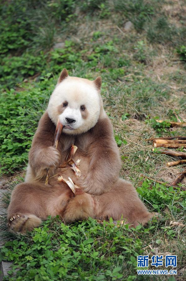 （图文互动）（8）全球唯一圈养棕色大熊猫“七仔”被终身认养