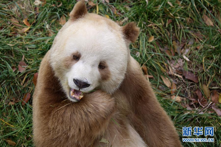 （图文互动）（9）全球唯一圈养棕色大熊猫“七仔”被终身认养