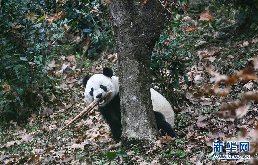 （社会）（2）旅美大熊猫“贝贝”回到四川