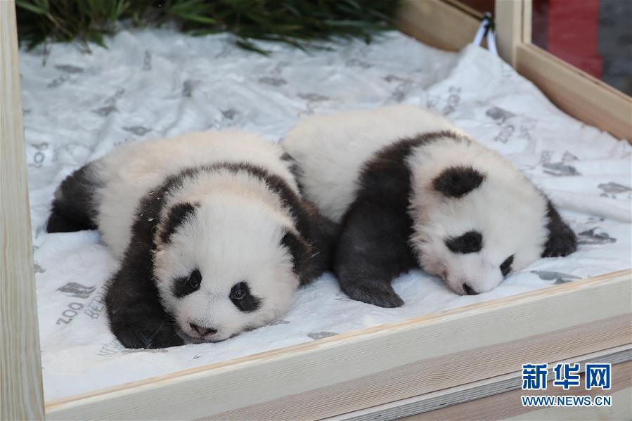 （国际）（2）在德出生大熊猫双胞胎命名为“梦想”“梦圆”