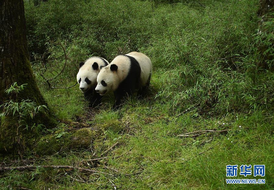 （圖文互動）四川臥龍首次拍到野生大熊貓亞成體雙胞胎