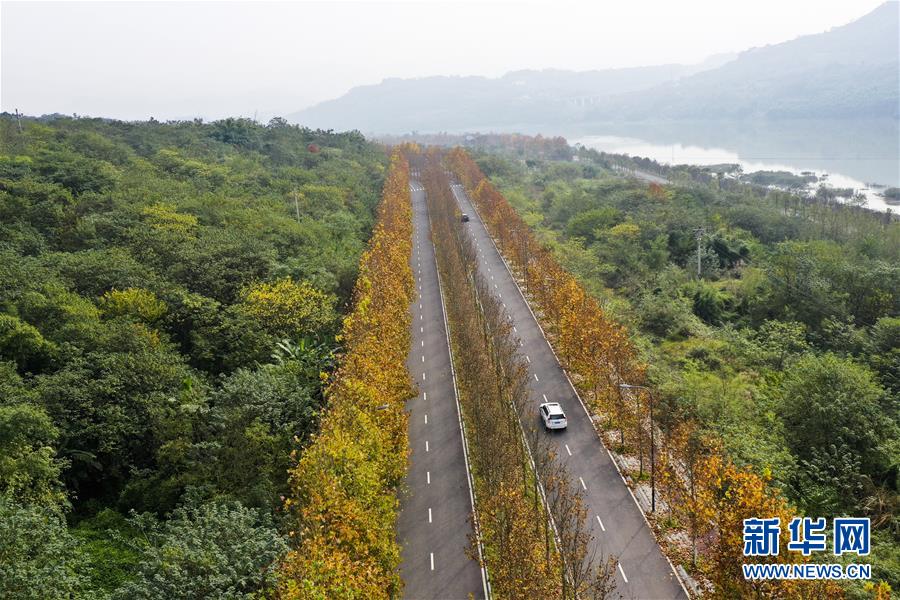 （四中全会精神在基层·图文互动）（3）一江碧水串起绿色岛链——重庆江心岛“生态留白”调查