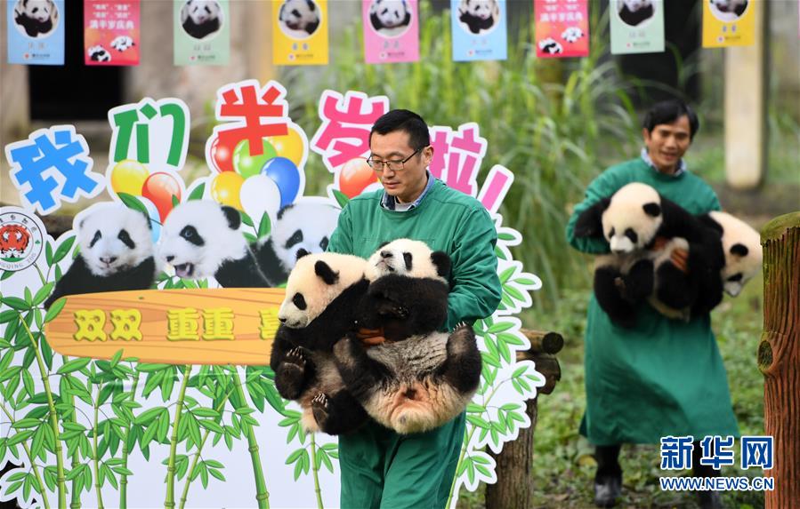 （社会）（1）重庆：4只半岁大熊猫户外庆祝半岁生日