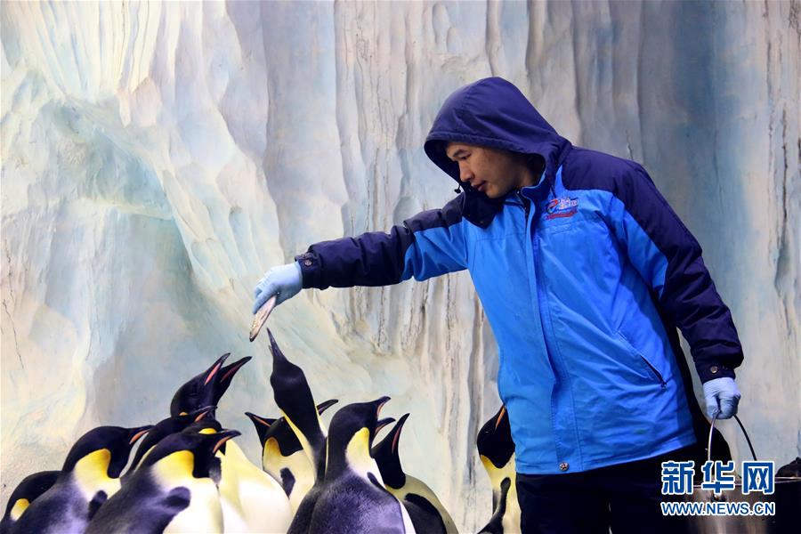 （图片故事）（1）在亚热带养企鹅——企鹅“老爸”与他的一家