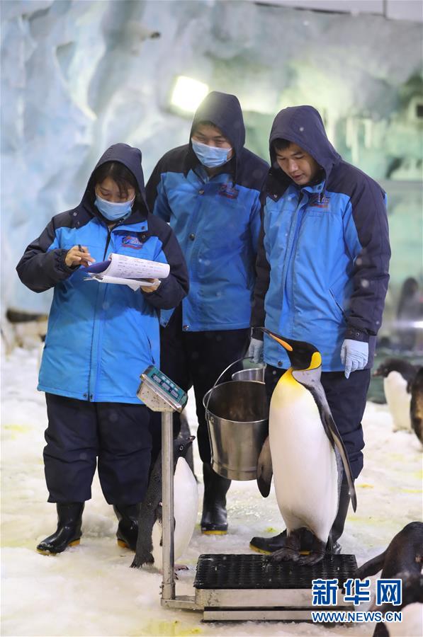 （图片故事）（4）在亚热带养企鹅——企鹅“老爸”与他的一家