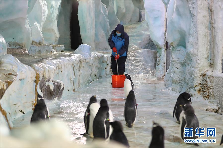 （图片故事）（5）在亚热带养企鹅——企鹅“老爸”与他的一家