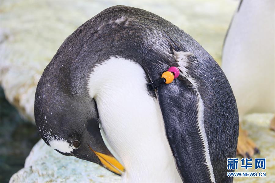 （图片故事）（6）在亚热带养企鹅——企鹅“老爸”与他的一家