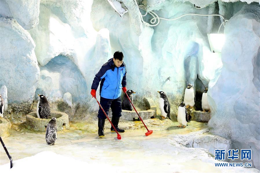 （图片故事）（10）在亚热带养企鹅——企鹅“老爸”与他的一家