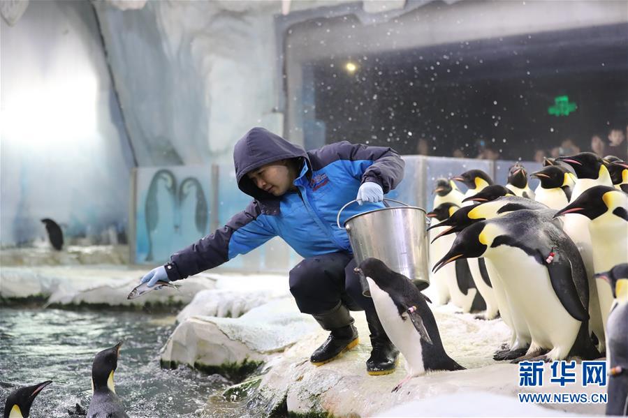 （图片故事）（11）在亚热带养企鹅——企鹅“老爸”与他的一家
