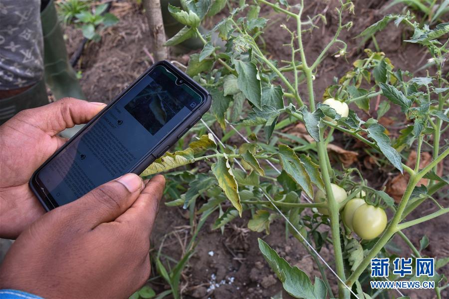 （國際·圖文互動）（2）通訊：非洲特色手機應用方便當地農民