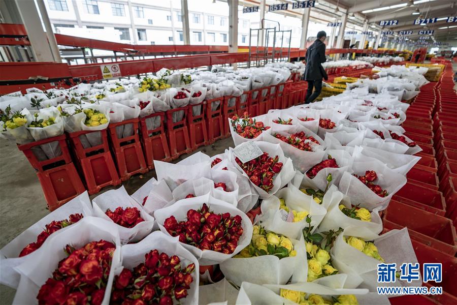 （聚焦疫情防控）（6）昆明斗南花卉交易市场恢复拍卖交易