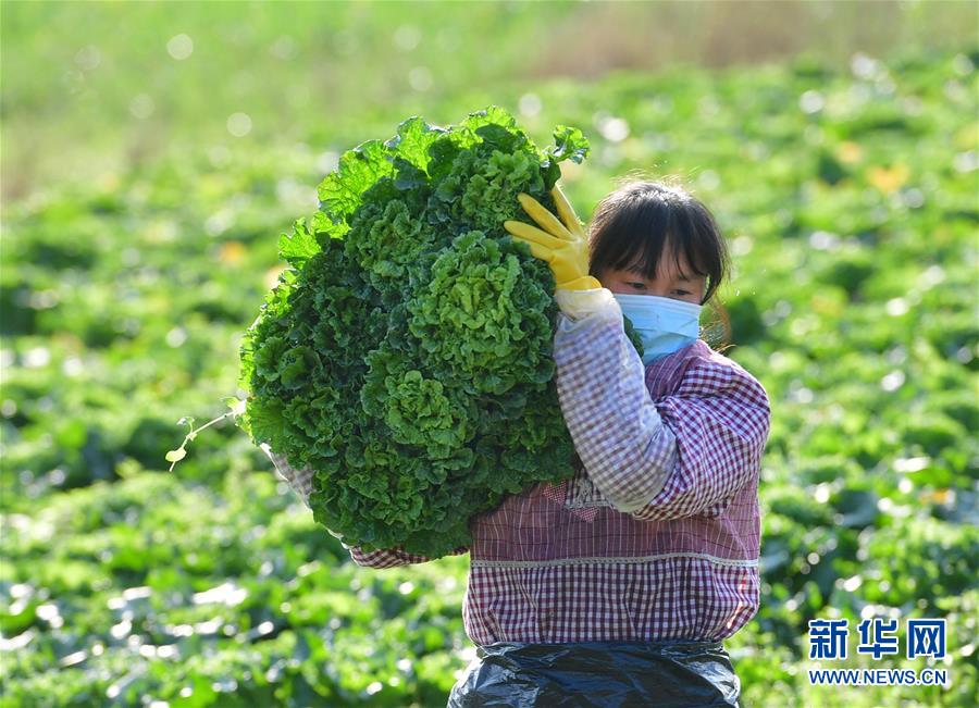 （图文互动）（2）广西桂林：“借力+接力”新鲜蔬菜进社区