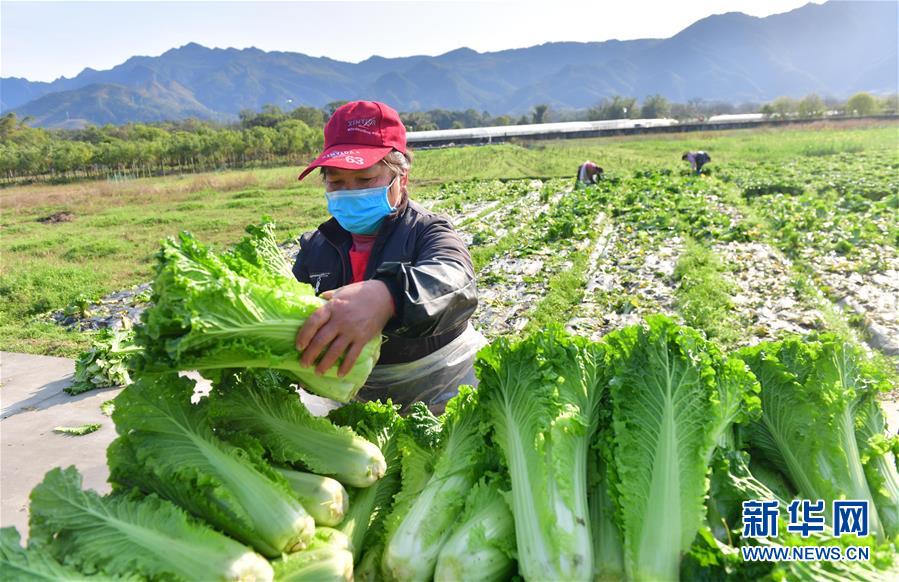 （图文互动）（4）广西桂林：“借力+接力”新鲜蔬菜进社区