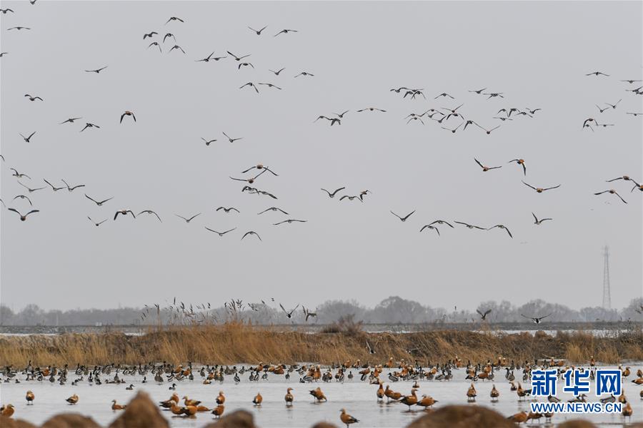 （環境）（2）呼和浩特海流水庫迎來遷徙候鳥