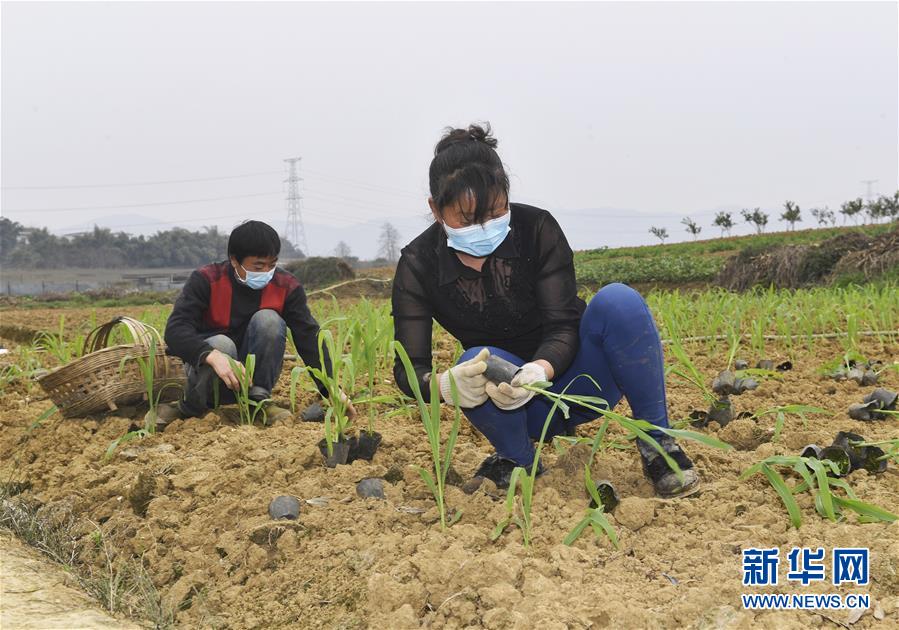 （在习近平新时代中国特色社会主义思想指引下——新时代新作为新篇章·习近平总书记关切事·图文互动）（5）为农田注入硬核生产力——一些地方春耕中农业科技创新扫描