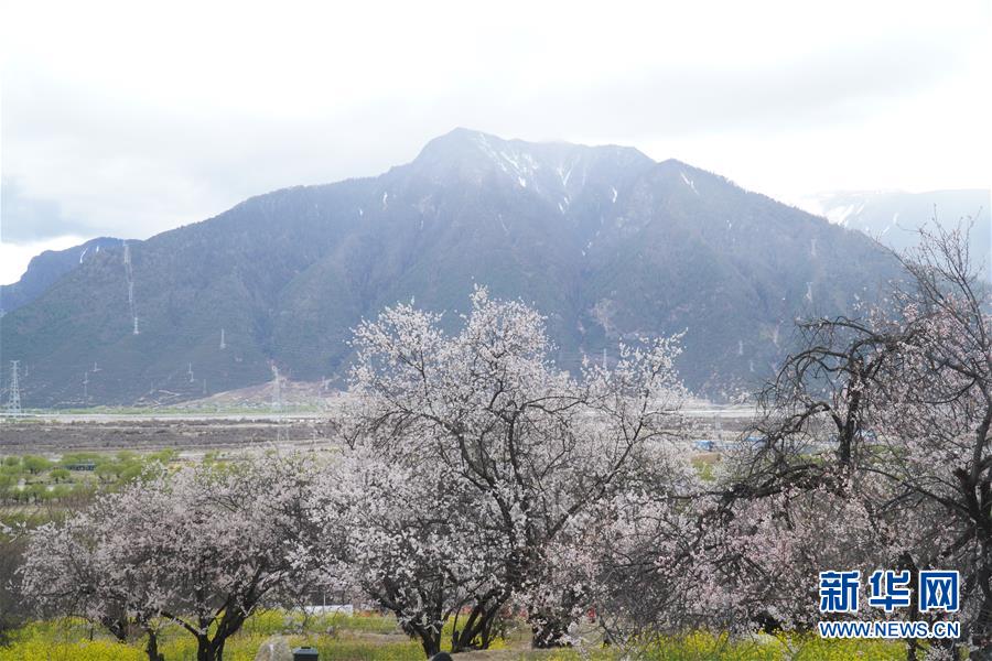 （图文互动）（4）高原花儿开，静待游客来——西藏林芝首次启用5G直播呈现桃花美景 