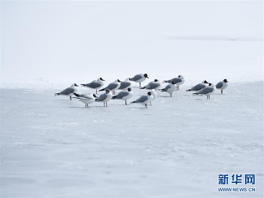 （環境）（1）雪後青海湖