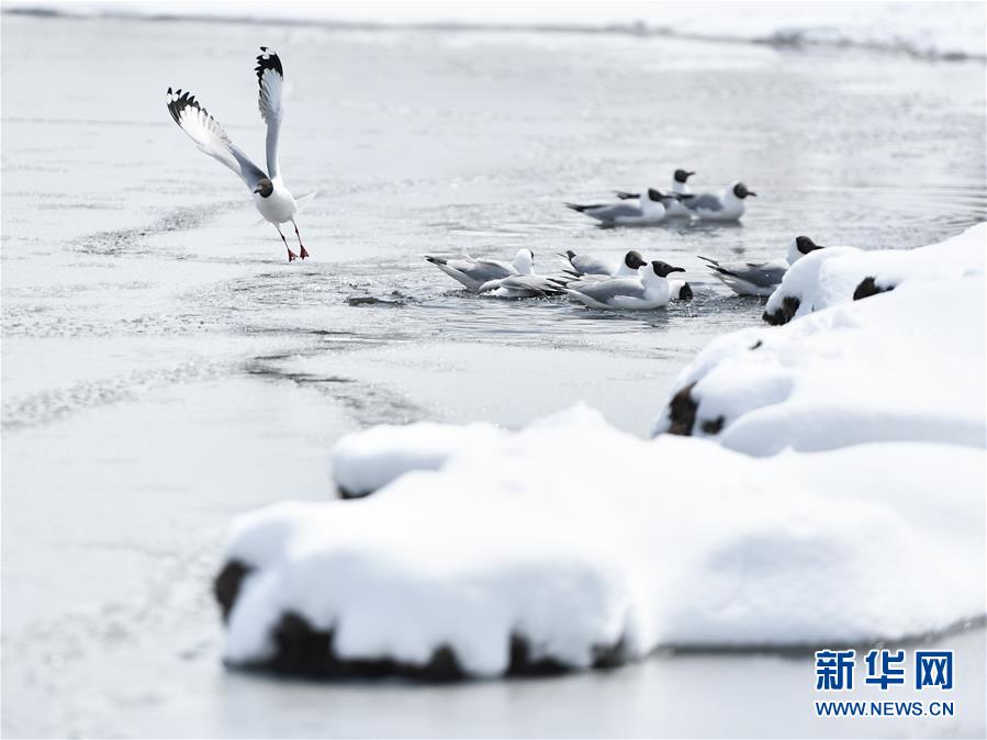 （環境）（3）雪後青海湖