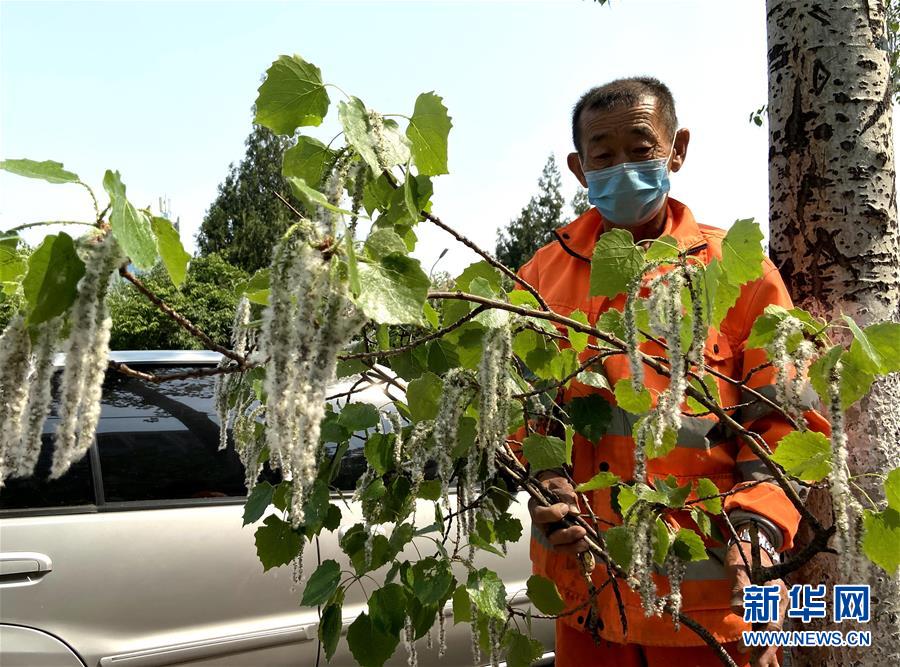（图文互动）（1）今春北京对42.6万杨柳雌株加大治理以减少飞絮