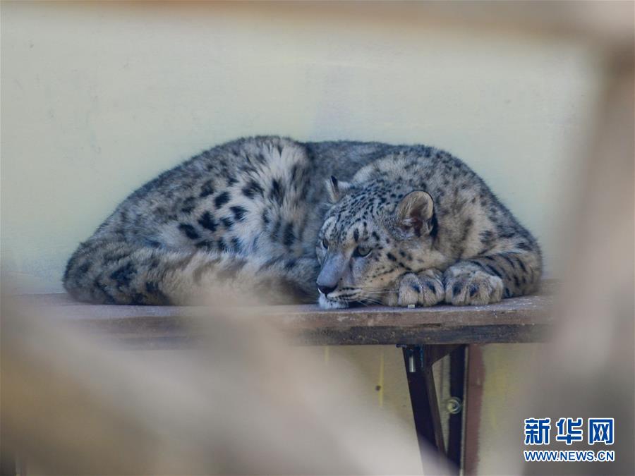 （圖文互動）（1）人工繁育雪豹雙胞胎首次亮相西寧野生動物園