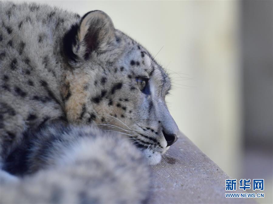（圖文互動）（2）人工繁育雪豹雙胞胎首次亮相西寧野生動物園