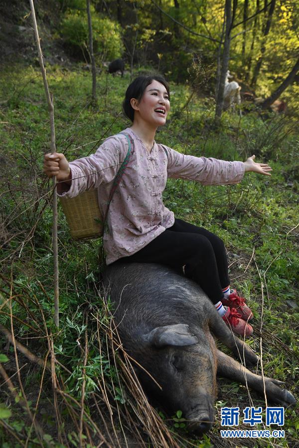 （图片故事）（6）秦岭深处的“90后”美女“猪倌”